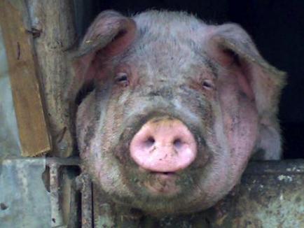 Numărul bolnavilor internaţi cu trichineloză după ce au mâncat carne de porc din Cheţ a ajuns la 88